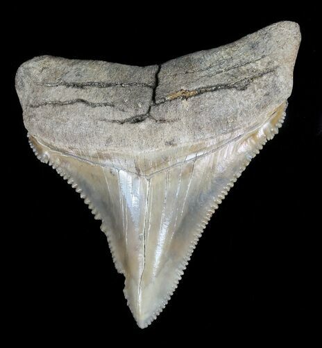 Juvenile Megalodon Tooth - Serrated Blade #56615